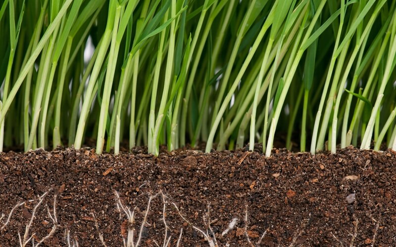 Grass Roots- Lawn Care Services
