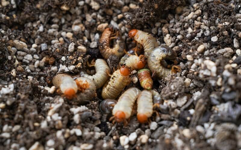 Pest Control Services